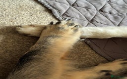 German Shepherd dogs for sale: ACE AND LUNA - Image 19