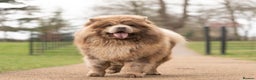 Chow Chow dogs for stud: lilac melre chow chow stud in Doncaster - Advert 3
