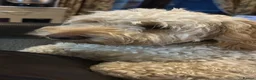 Mixed Breed dogs for stud: Beautiful and healthy Cockapoo for Stud in Leighton Buzzard - Advert 14