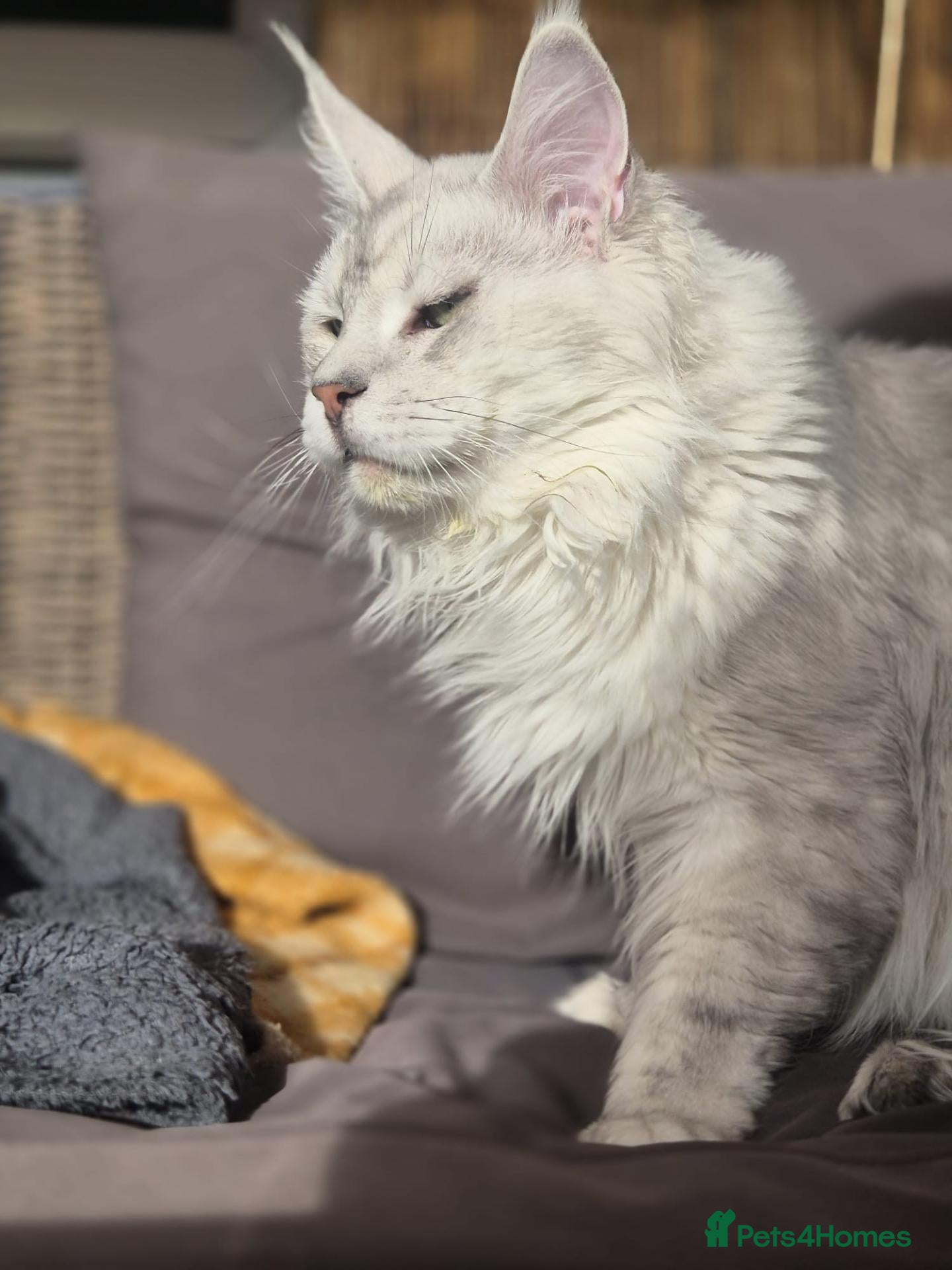 Maine Coon cats Milo Shaded stud ns11 - Advert 4