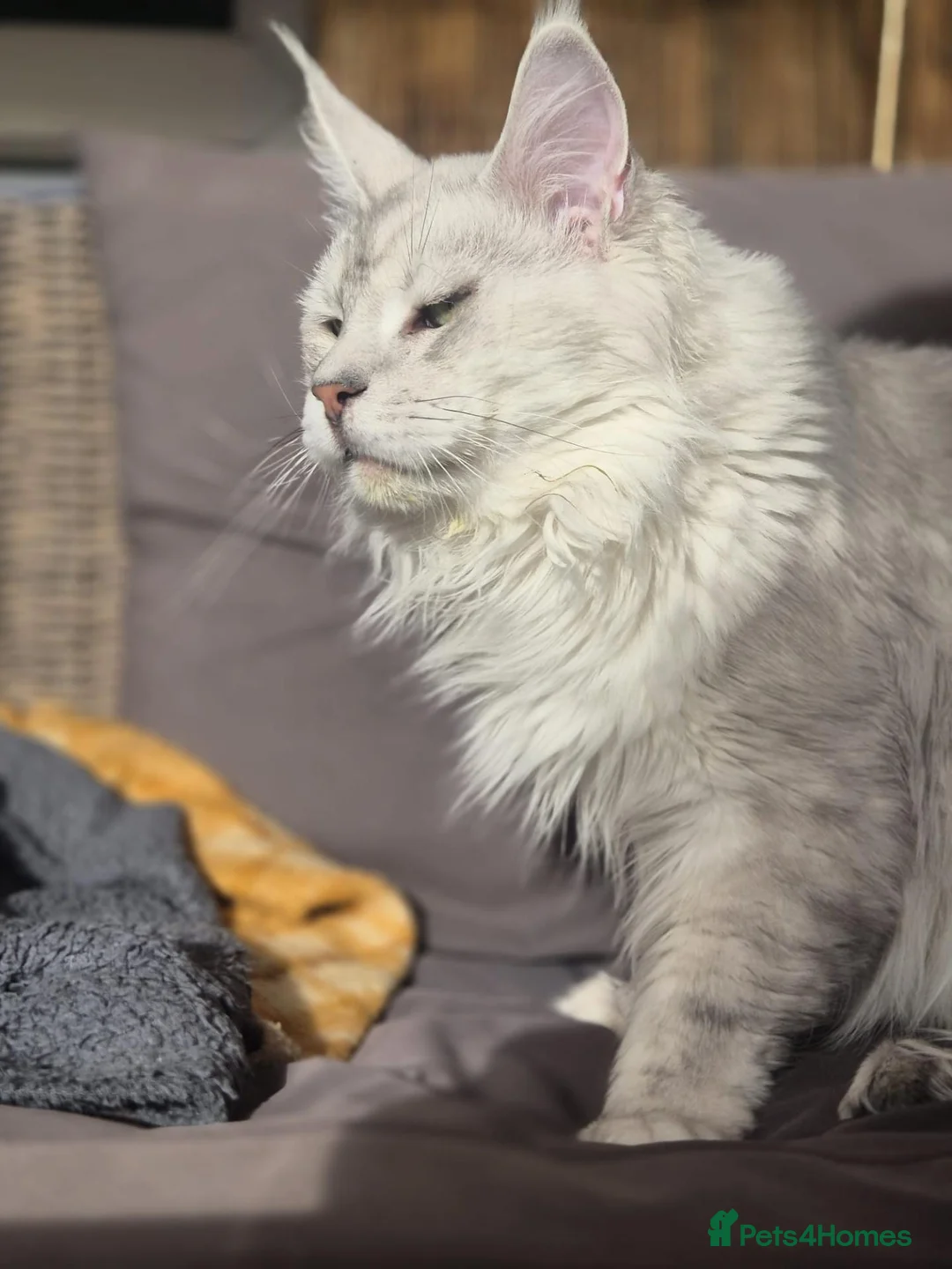 Maine Coon cats for stud: Milo Shaded stud ns11 - Advert 1