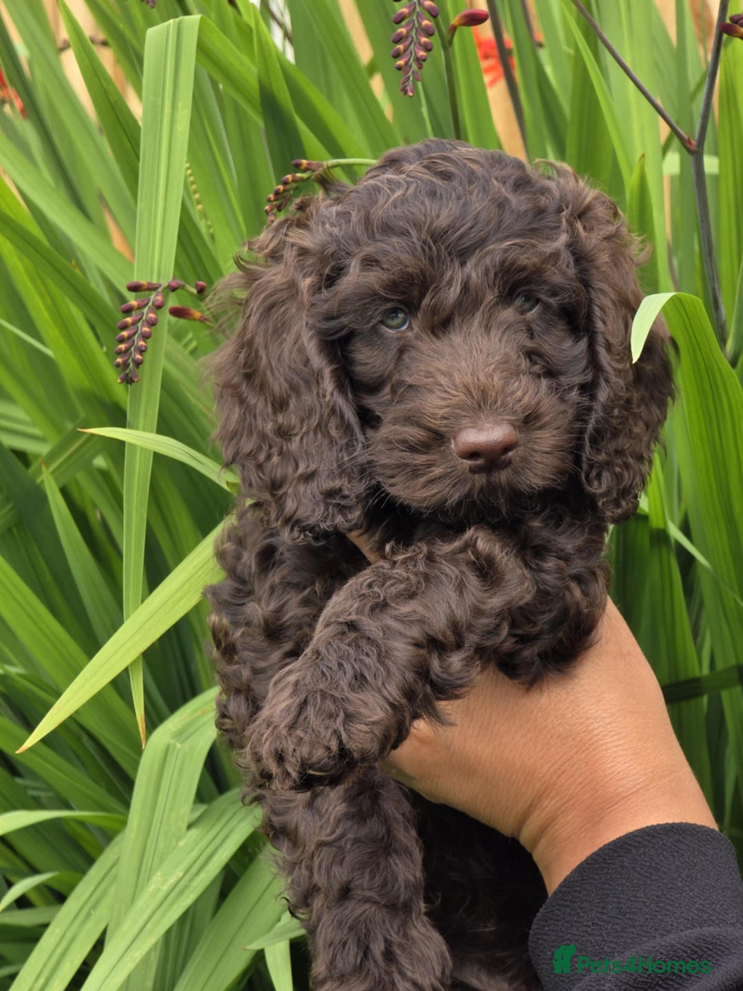 Sproodle dogs for sale: Gorgeous Chocolate Sproodle Puppies - Image 28