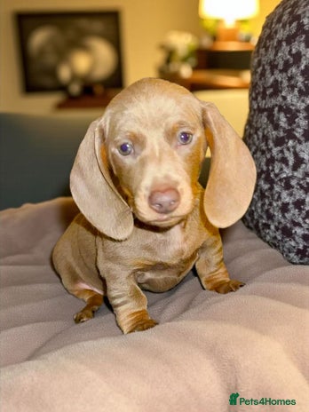 Miniature Dachshund dogs - Advert 3