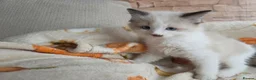 Ragdoll cats for sale: Pure Ragdoll Kittens  - Advert 27