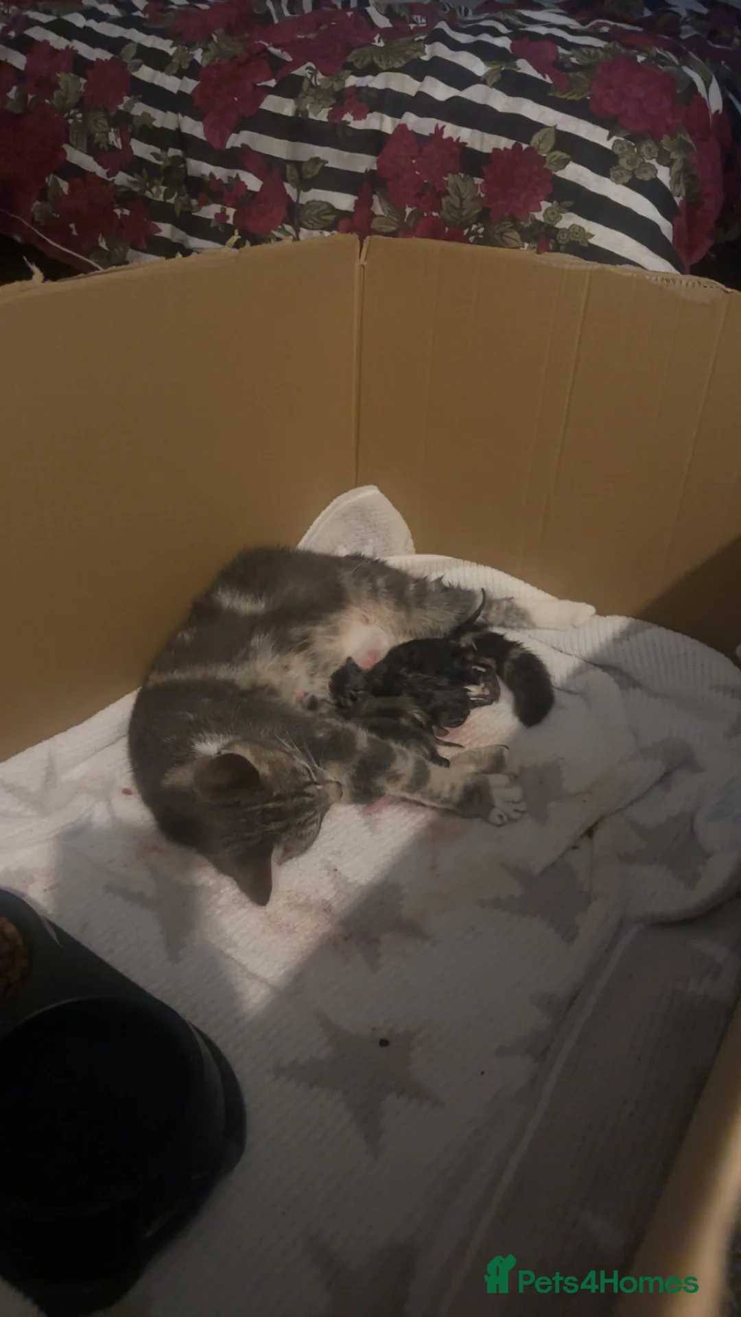 Domestic Shorthair cats for sale: Beautiful grey kitten litter  in Frome - Advert 2