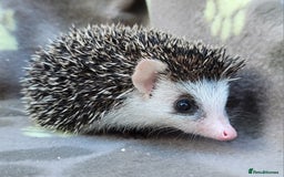 Pygmy Hedgehog rodents for sale: African Pygmy Hedgehog Hoglets  - Image 4