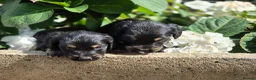 Mixed Breed dogs for sale: Dakota Sport Retriever (Special Colours) - Advert 20