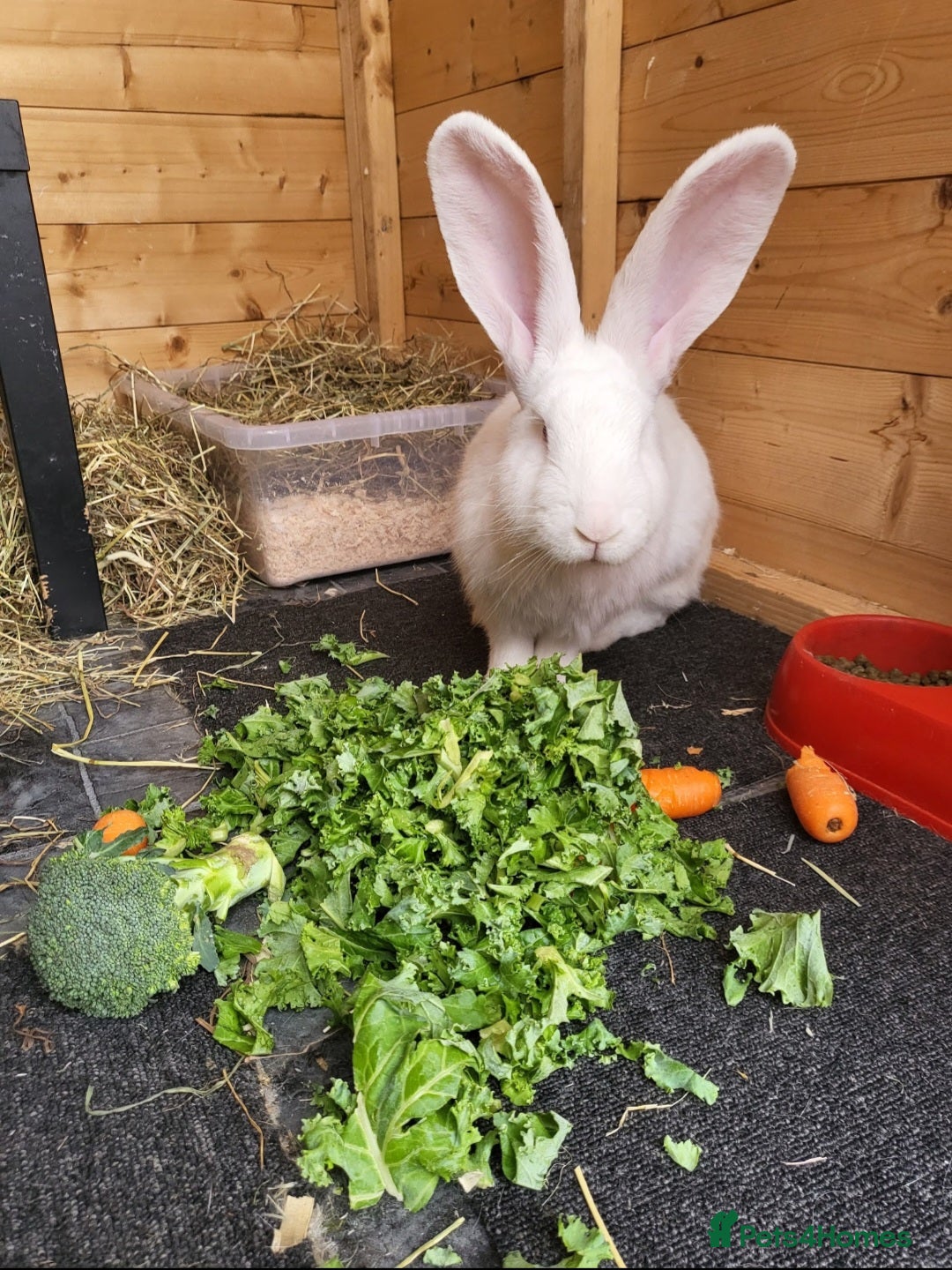 Continental Giant rabbits for sale: Continental Giant Rabbits  - Image 4