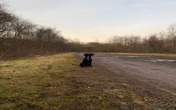 Mixed Breed dogs for sale: 1 year old GSP X Lab  - Image 14