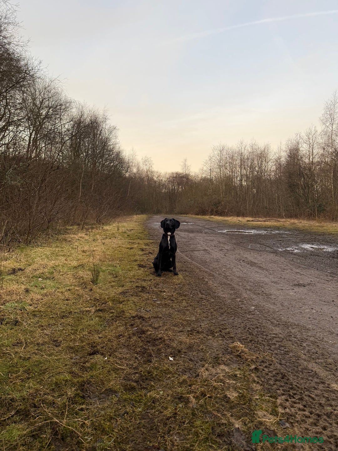 Mixed Breed dogs for sale: 1 year old GSP X Lab  - Image 14