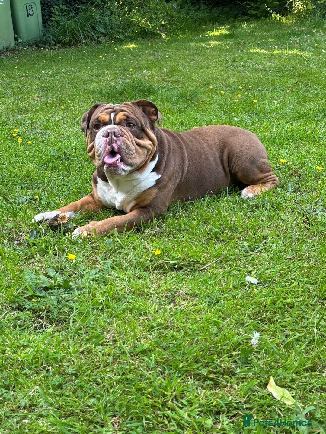 English Bulldog dogs for stud: STUD FOR HIRE - Advert 2