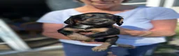 Cocker Spaniel dogs for sale: 4 WORKING COCKER SPANIEL PUPS.  - Advert 4