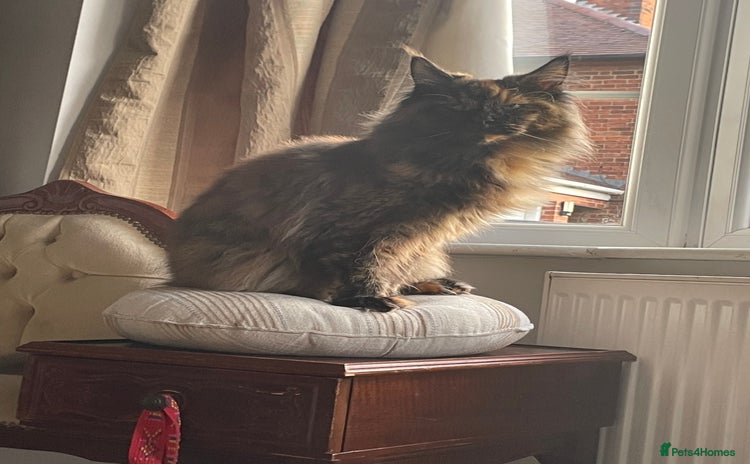 Maine Coon cats Maine Coon purebred girls - Advert 1