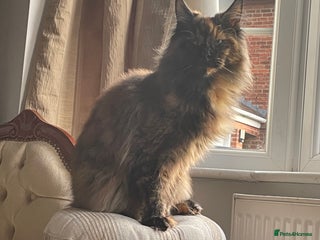 Maine Coon cats Maine Coon purebred girls - Advert 8