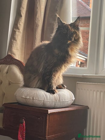 Maine Coon cats Maine Coon purebred girls - Advert 1