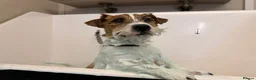 Jack Russell dogs for stud: KC Jack Russell Cliff - Advert 5