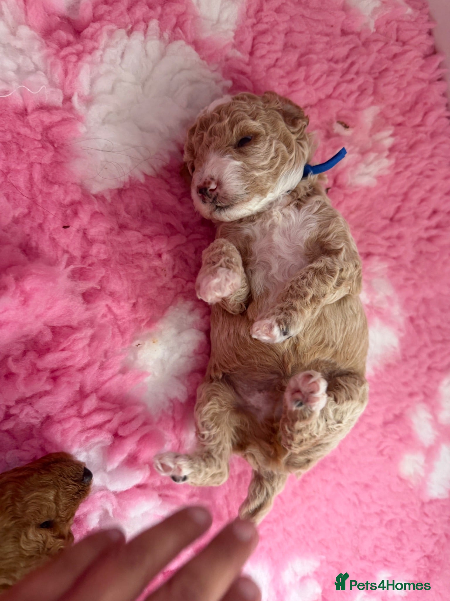 Labradoodle dogs Extensively DNA  ToY/mini labradoodle parents DNA  - Advert 1