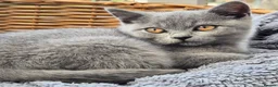British Shorthair cats for sale: Stunning BSH kitten GCCF Reg Champion sired - Advert 9