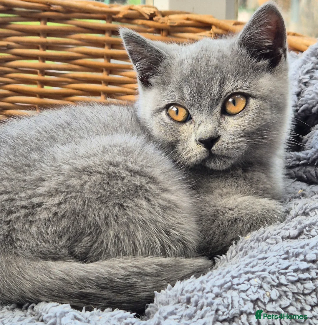 British Shorthair cats for sale: Stunning BSH kitten GCCF Reg Champion sired - Advert 9