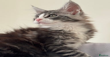 Maine Coon cats - Advert 7