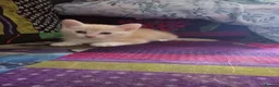 Mixed Breed cats for sale: Beautiful kittens ready now  - Advert 4
