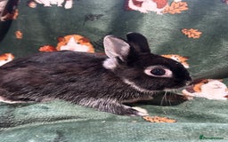 Netherland Dwarf rabbits for sale: Beautiful Unusual Colours Baby Netherland dwarfs  - Image 3