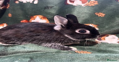 Netherland Dwarf rabbits - Advert 1