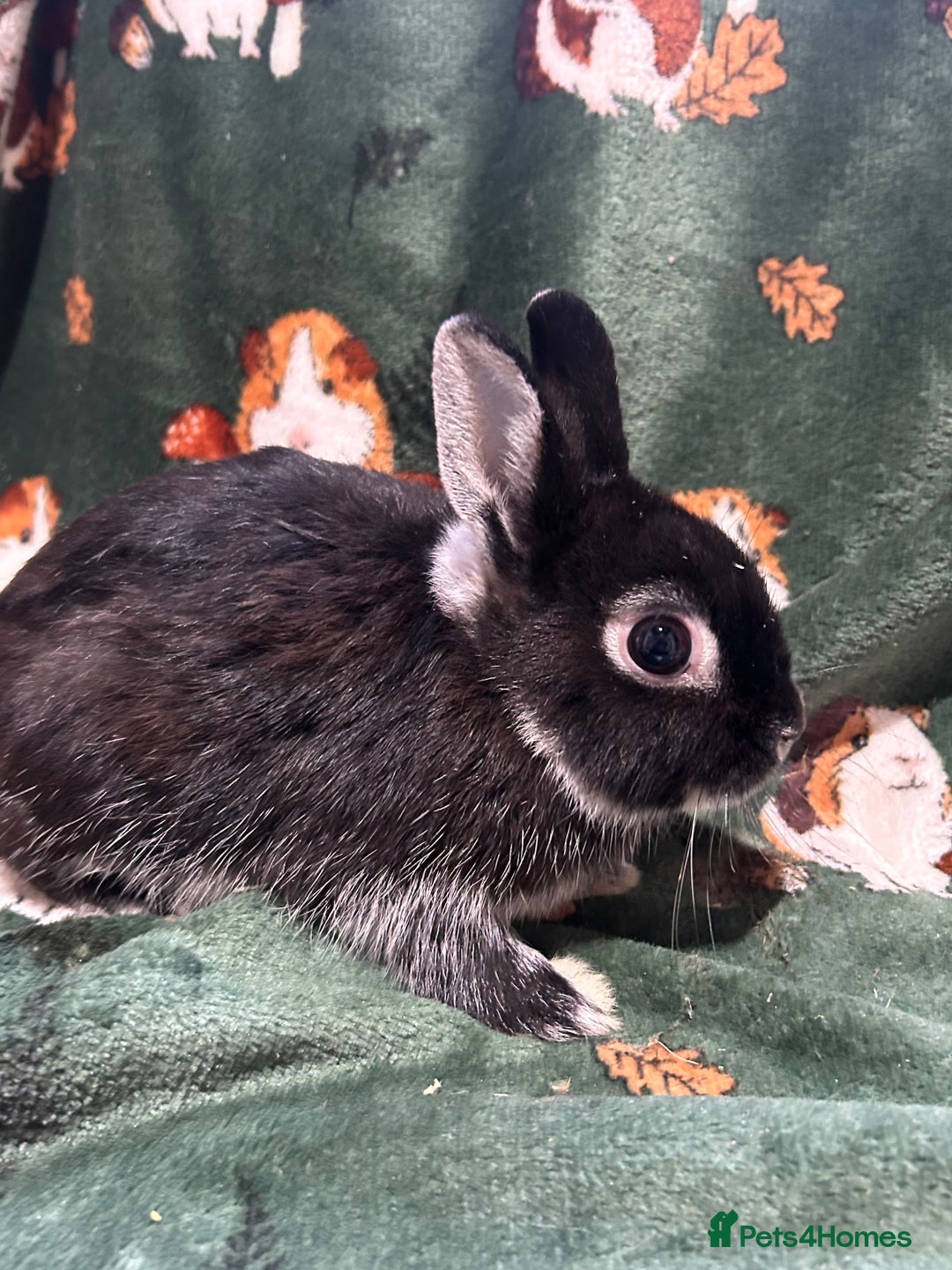 Netherland Dwarf rabbits for sale: Beautiful Unusual Colours Baby Netherland dwarfs  - Image 3