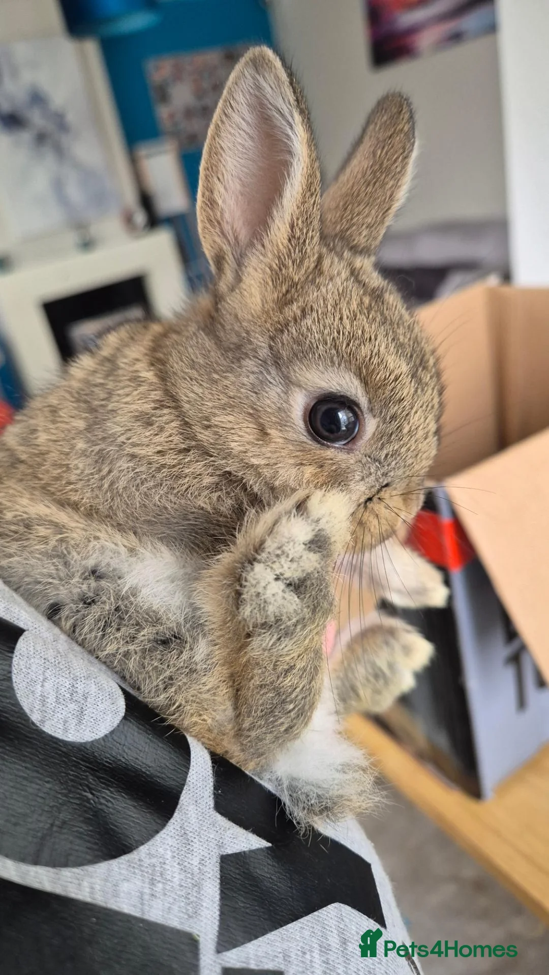 Netherland Dwarf rabbits for sale: Netherland Dwarf Rabbits  in Aldershot - Advert 7