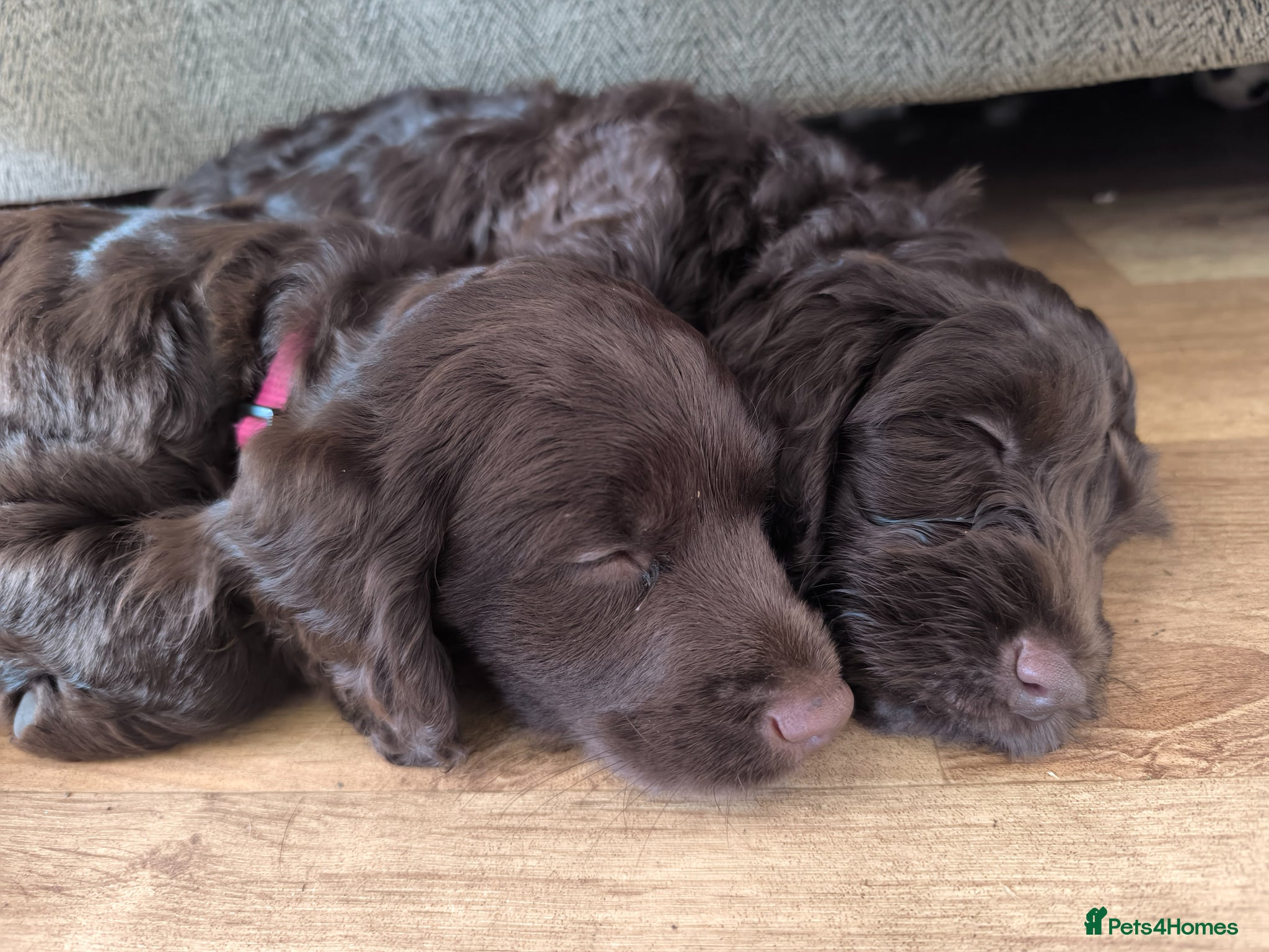 Cockapoo dogs Cockapoo Puppies 3 girls left 🐾 - Advert 10
