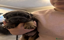 English Bulldog dogs for sale: Bettie & 007 babies short compact   - Image 8