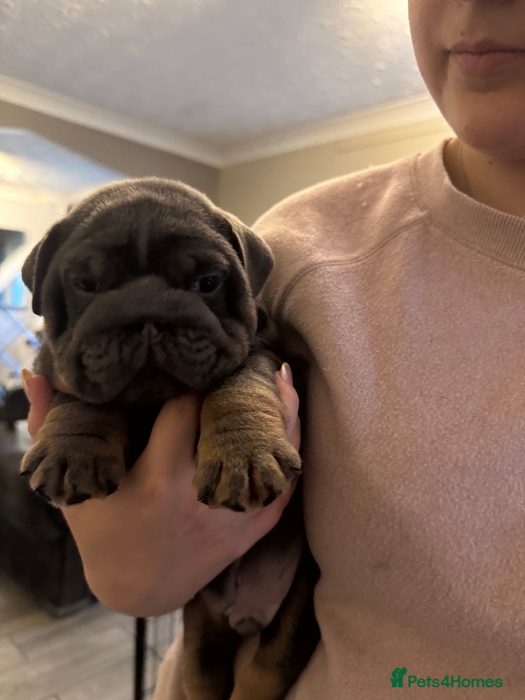 English Bulldog dogs for sale: Bettie & 007 babies short compact   - Image 8