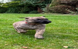 Belgian Shepherd Dog dogs for sale: Dutch herder x malinois Shepherd - Image 3