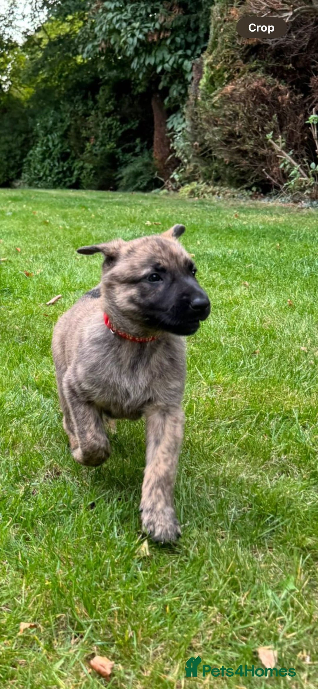 Belgian Shepherd Dog dogs for sale: Dutch herder x malinois Shepherd - Image 3