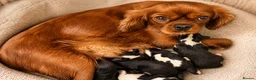 Cavalier King Charles Spaniel dogs for sale: Stunning KC Cavalier King Charles  - Advert 11