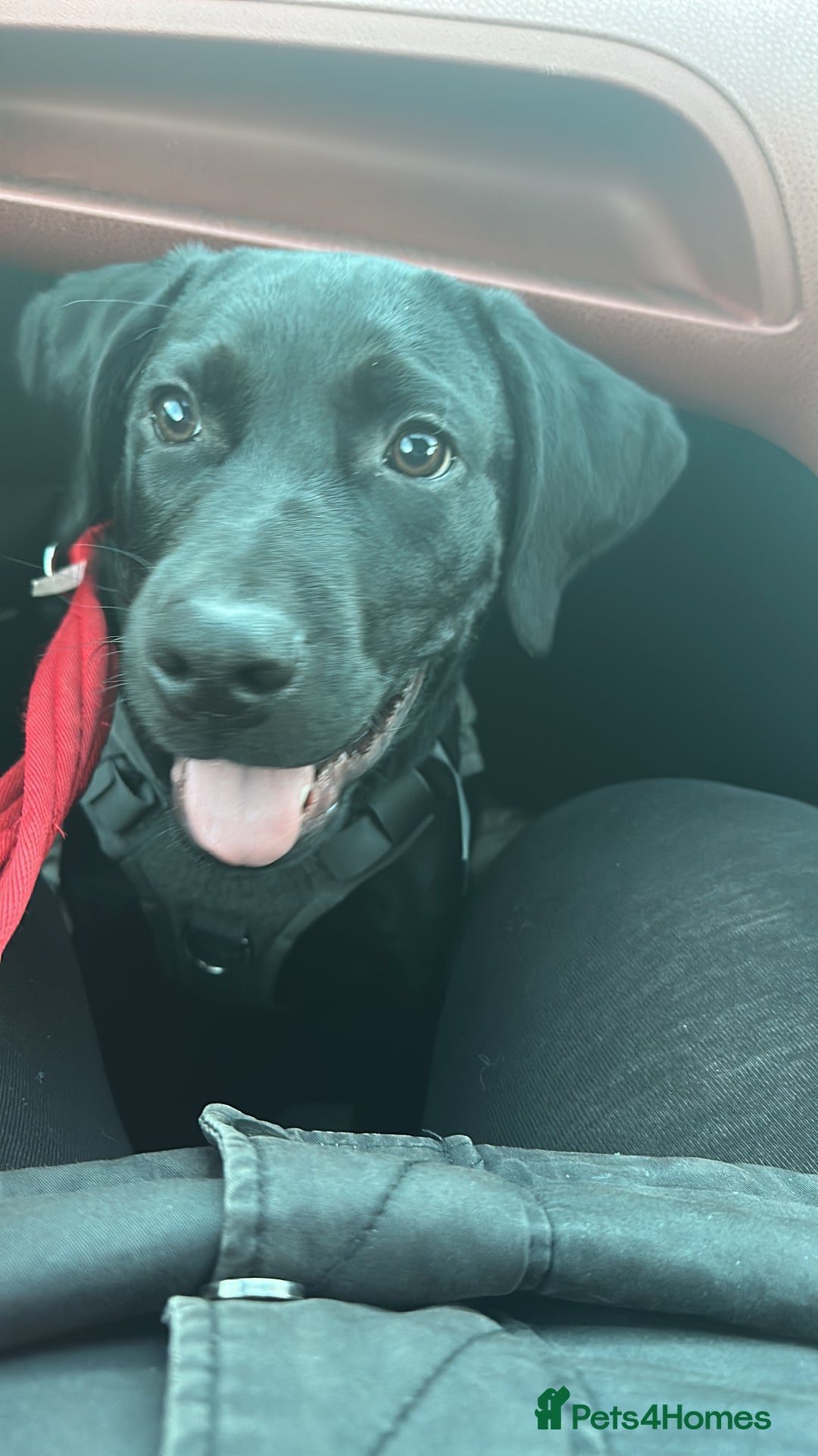 Labrador Retriever dogs for sale: Black lab - Advert 3