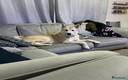 Mixed Breed dogs for sale: Rocket - Image 6