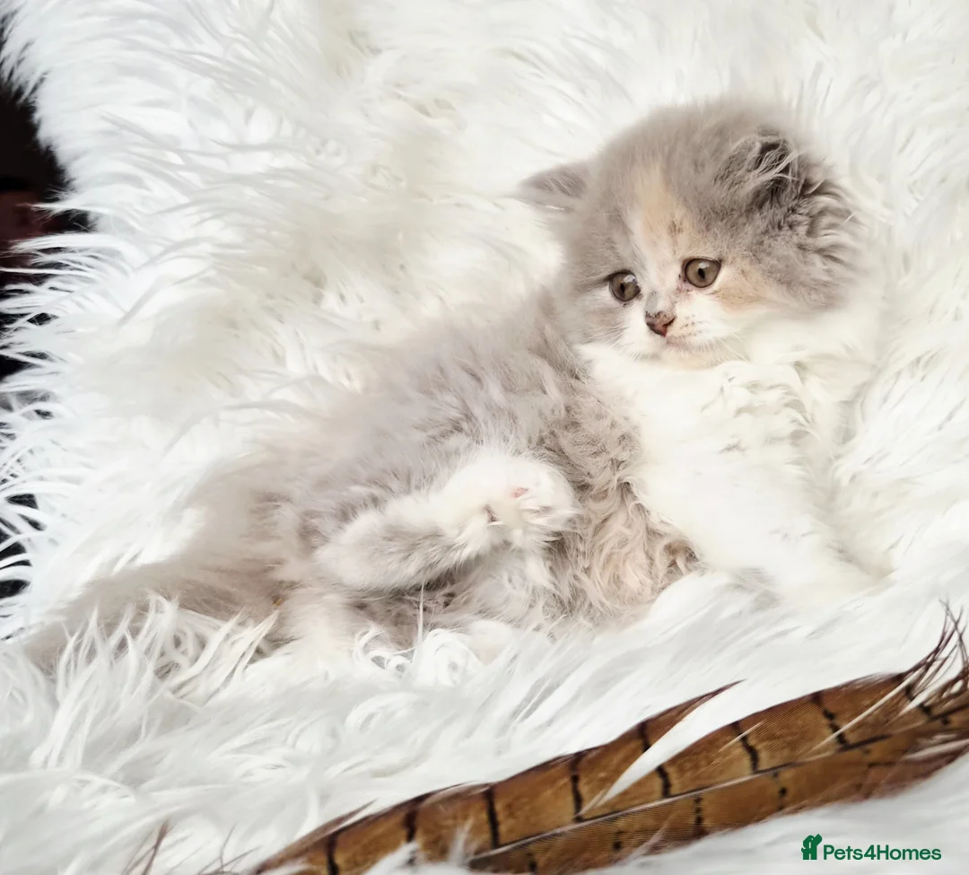 British Shorthair cats for sale: Stunning loving British longhair  - Advert 32