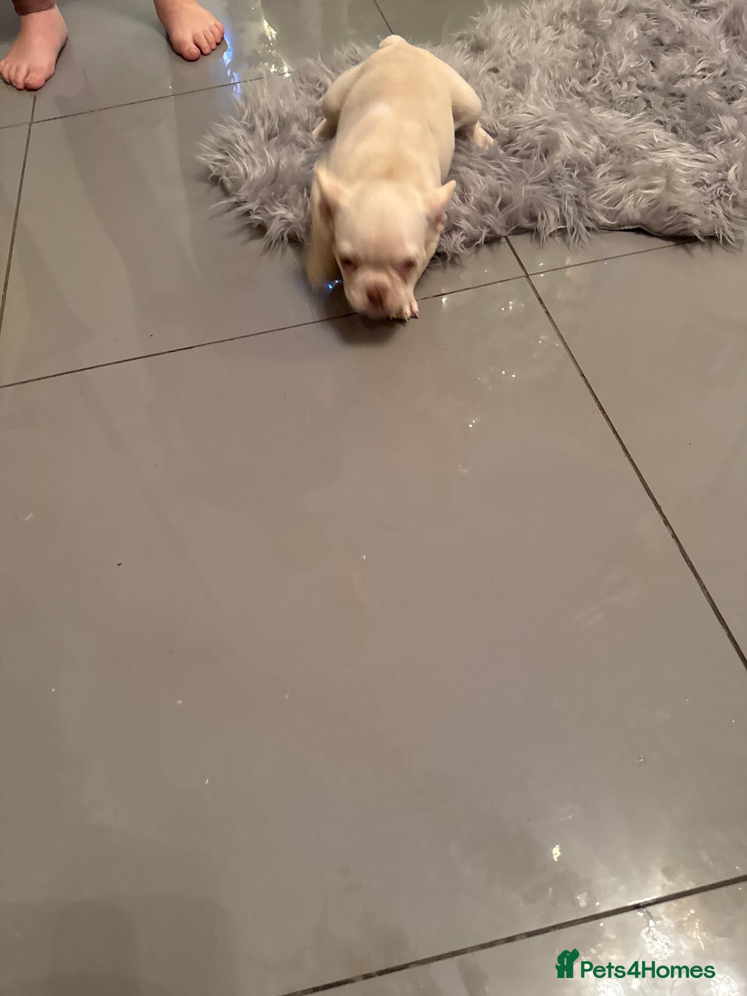French Bulldog dogs for sale: French bulldogs  - Advert 4