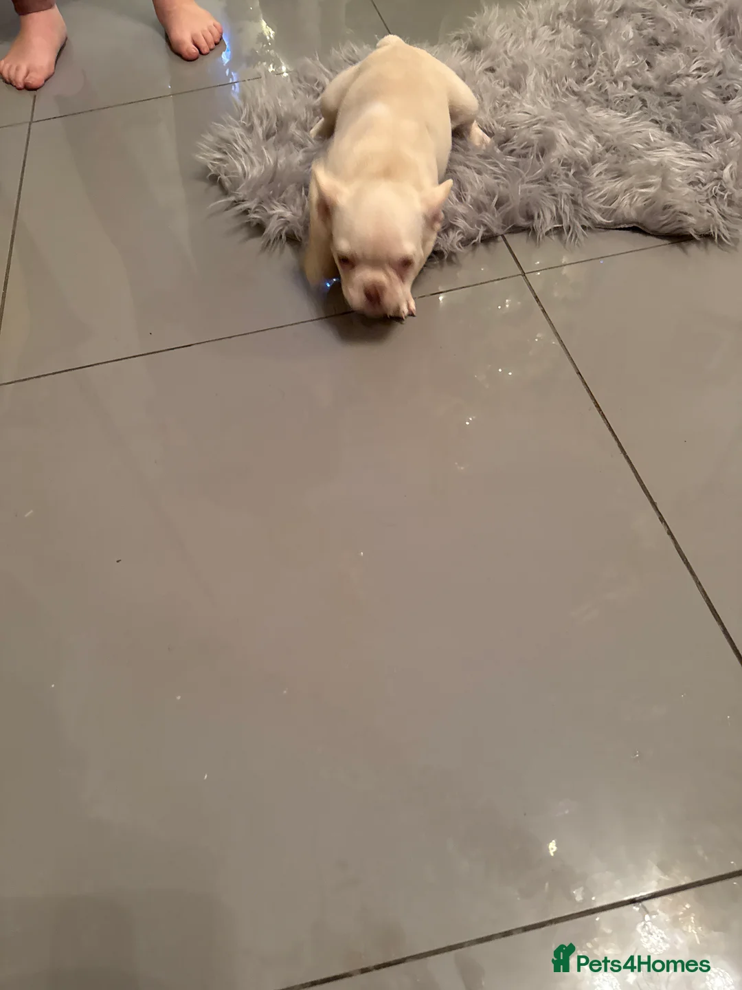 French Bulldog dogs for sale: French bulldogs  - Advert 4