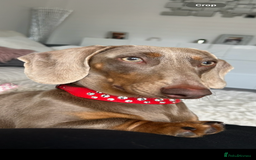Dachshund dogs for sale: Beautiful litter of dachshund puppies  - Image 7