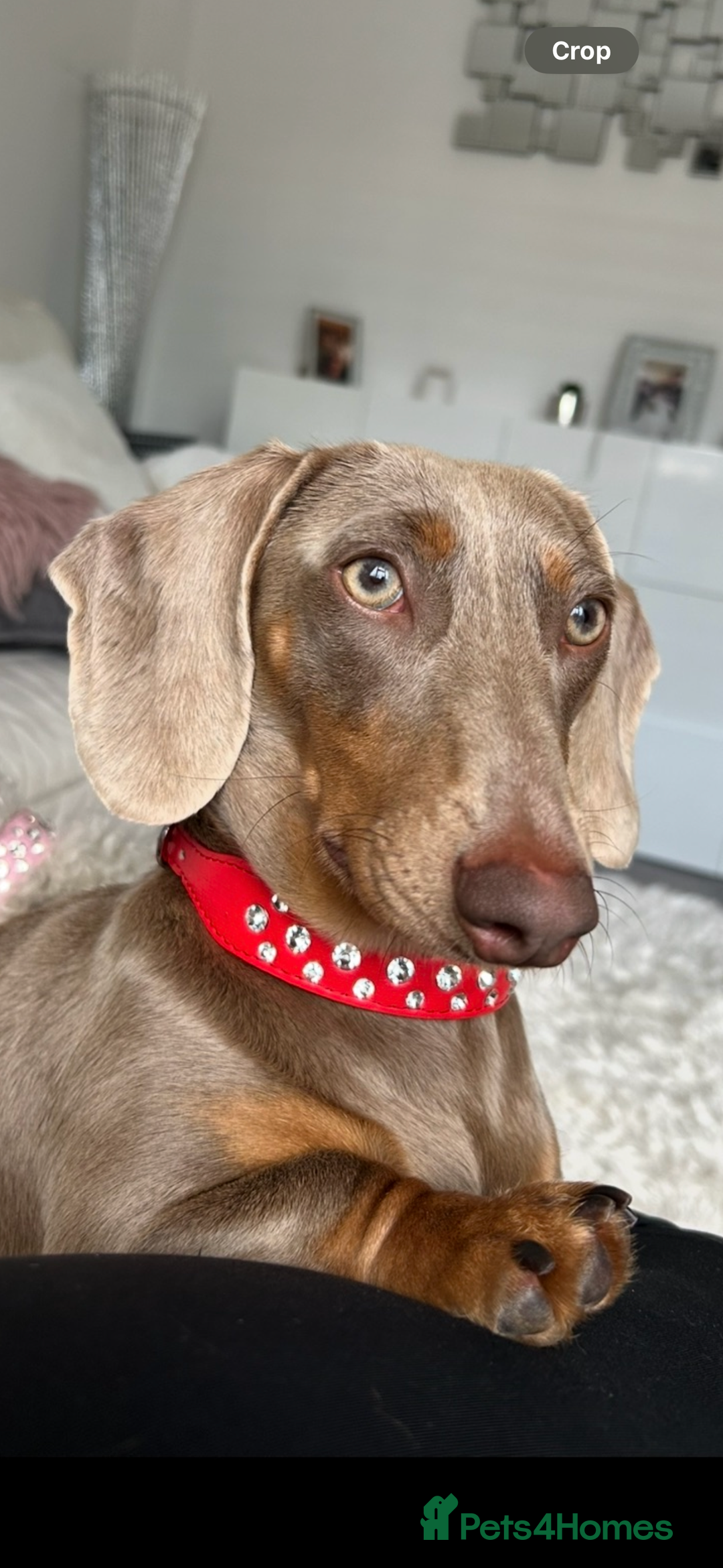 Dachshund dogs for sale: Beautiful litter of dachshund puppies  - Image 7
