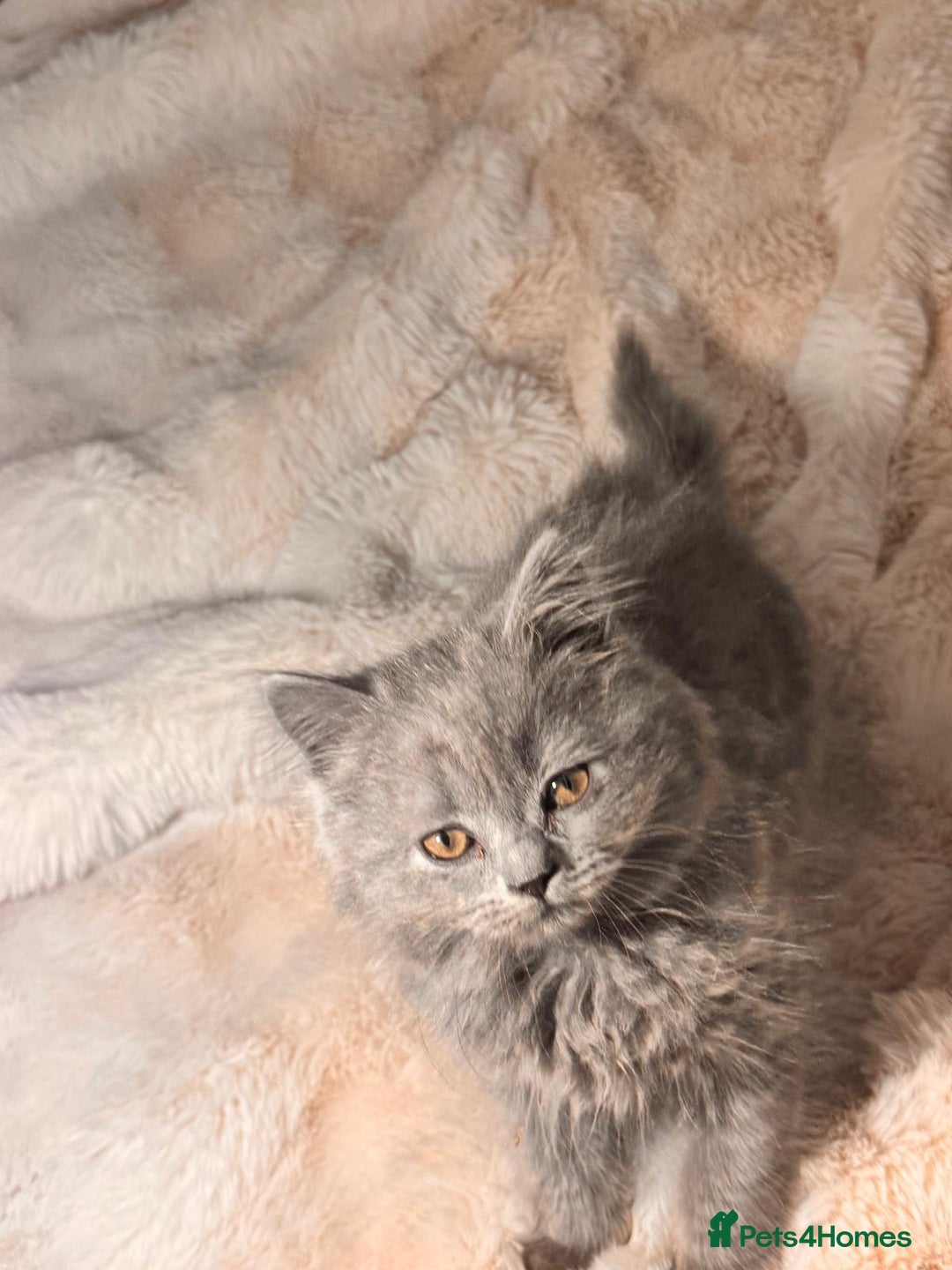 British Longhair cats for sale: !!Champion Bloodline!! British longhair GCCF stoke - Advert 15