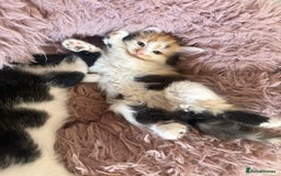 Mixed Breed cats for sale: Fluffy Turkish Angora mixed breed kittens  - Image 14