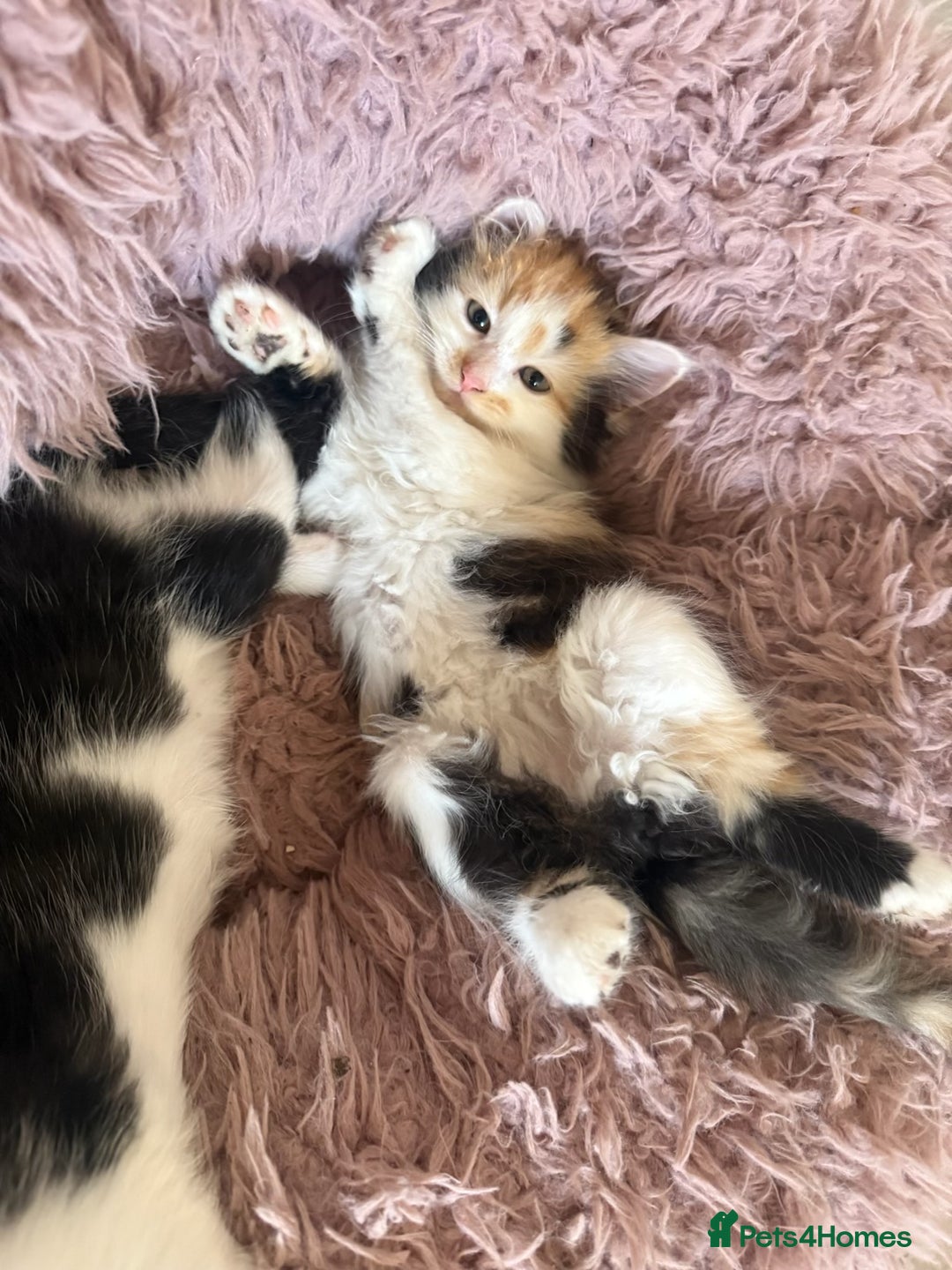 Mixed Breed cats for sale: Fluffy Turkish Angora mixed breed kittens  - Image 14
