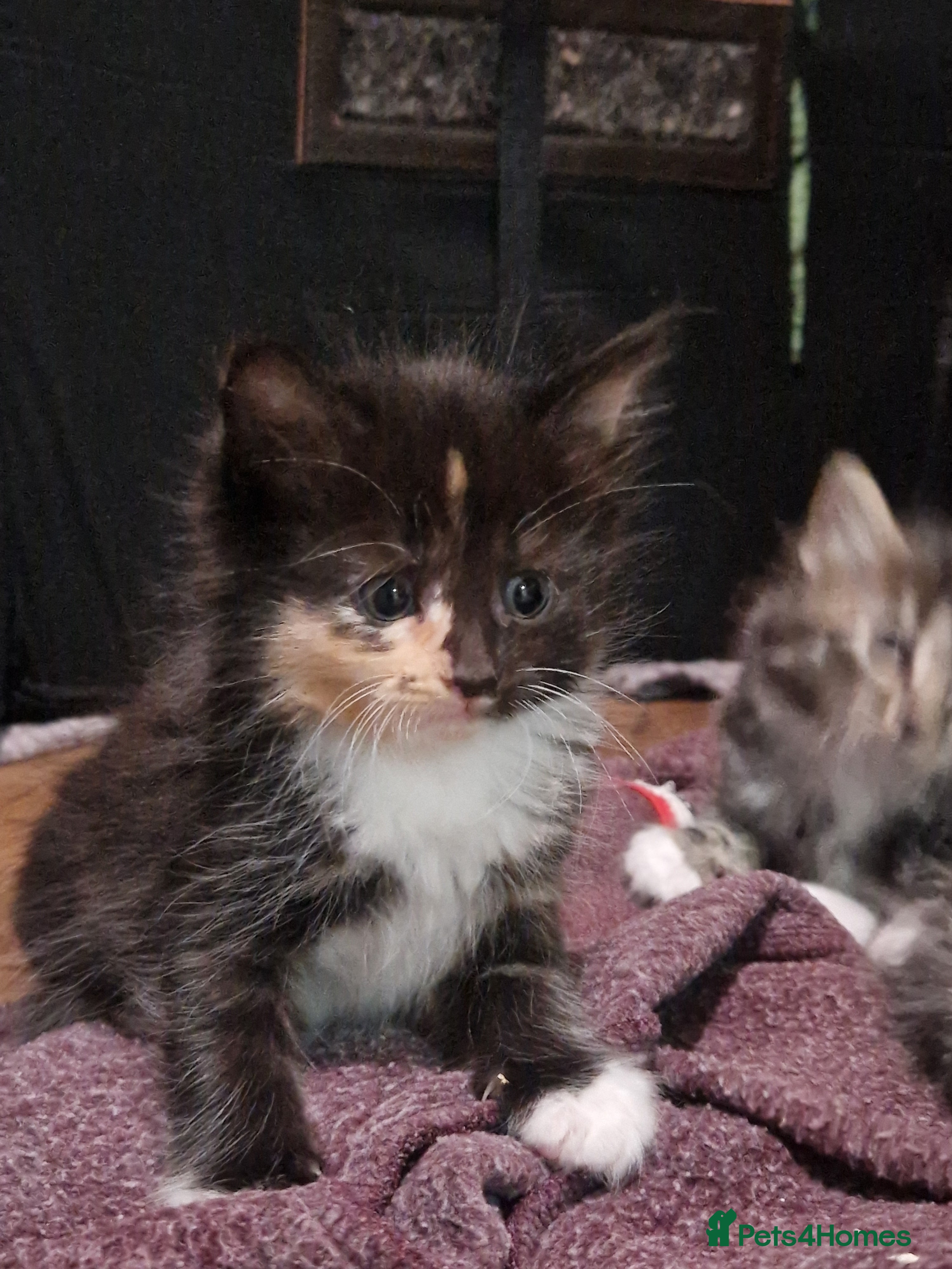 Mixed Breed cats for sale: 4 kitten  - Advert 5