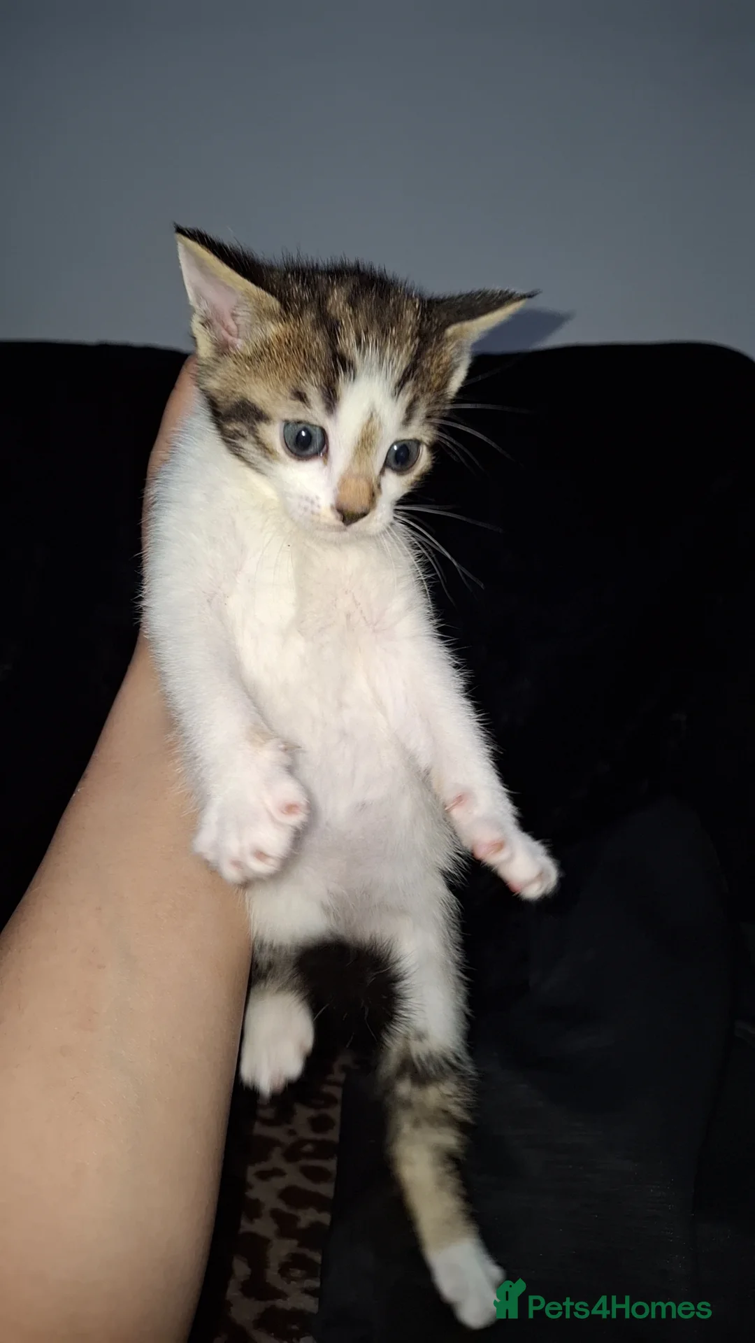 Mixed Breed cats for sale: Bengal mixed breed kittens in Manchester - Advert 7