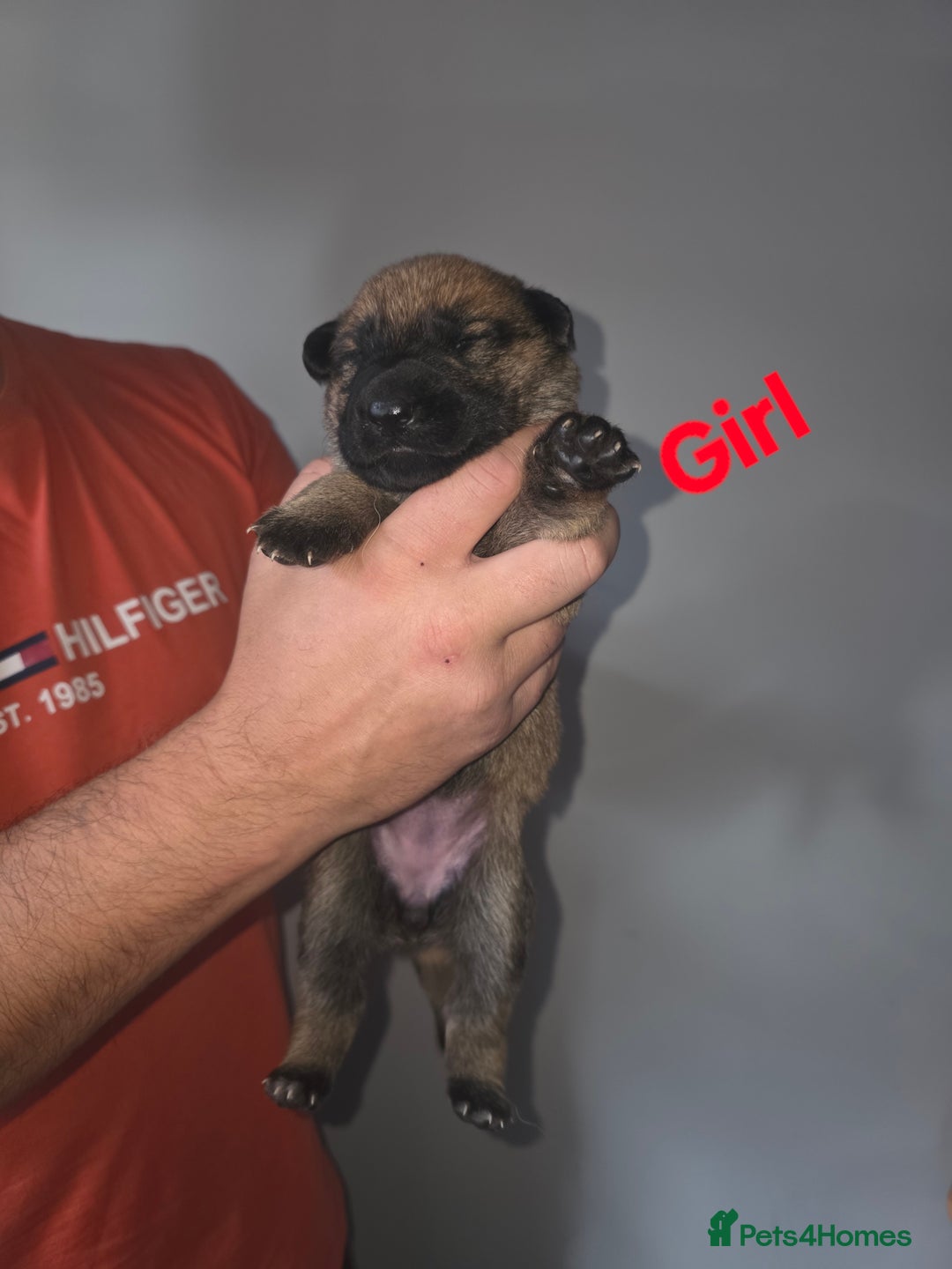 German Shepherd dogs for sale: Puppy German Shepherd  - Advert 9