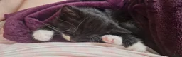 British Shorthair cats for sale: Super friendly kittens. Used to dogs and children  in Leighton Buzzard - Advert 16