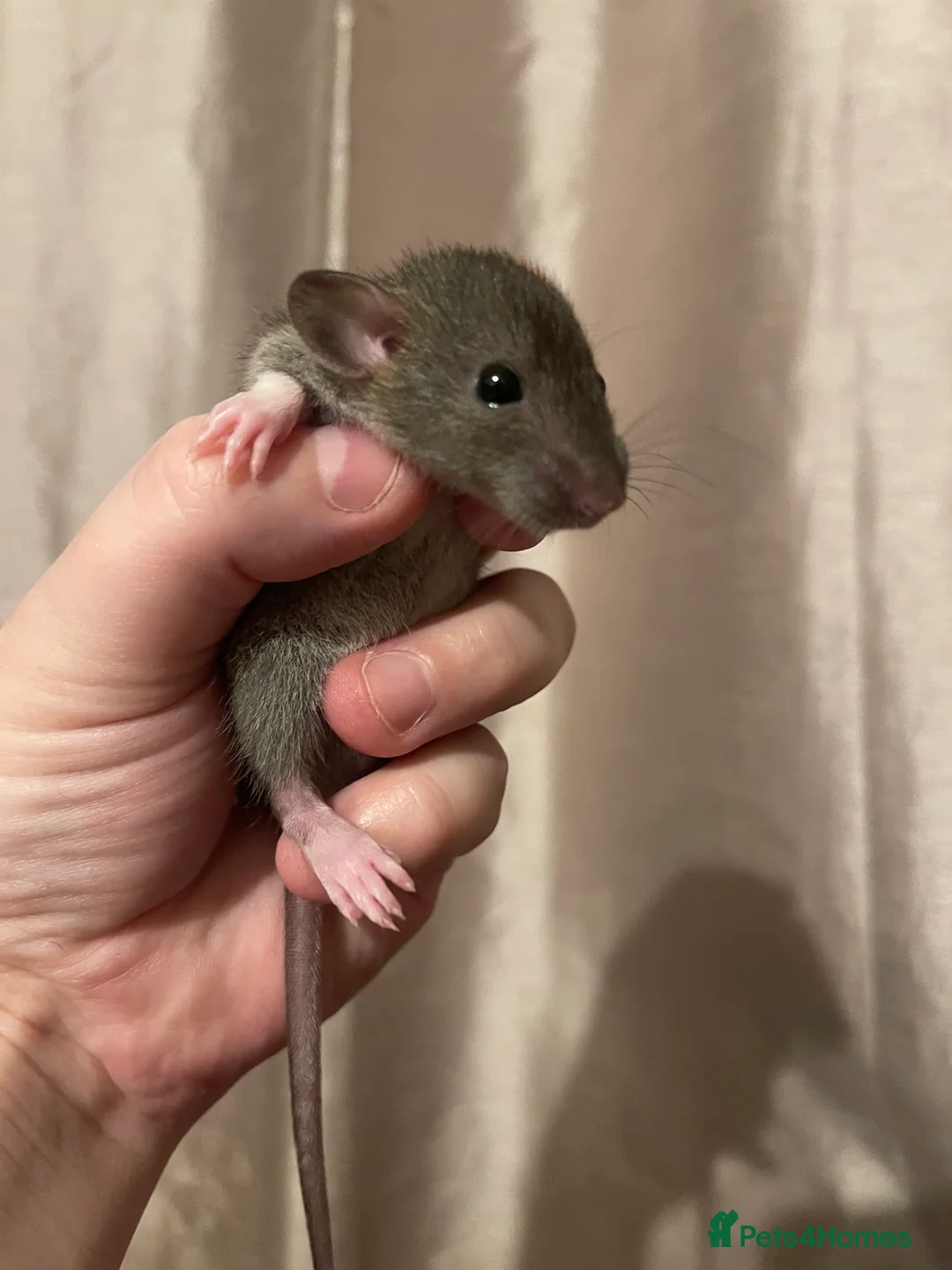 Rat rodents for sale: Rats looking for 5* homes only  - Advert 31